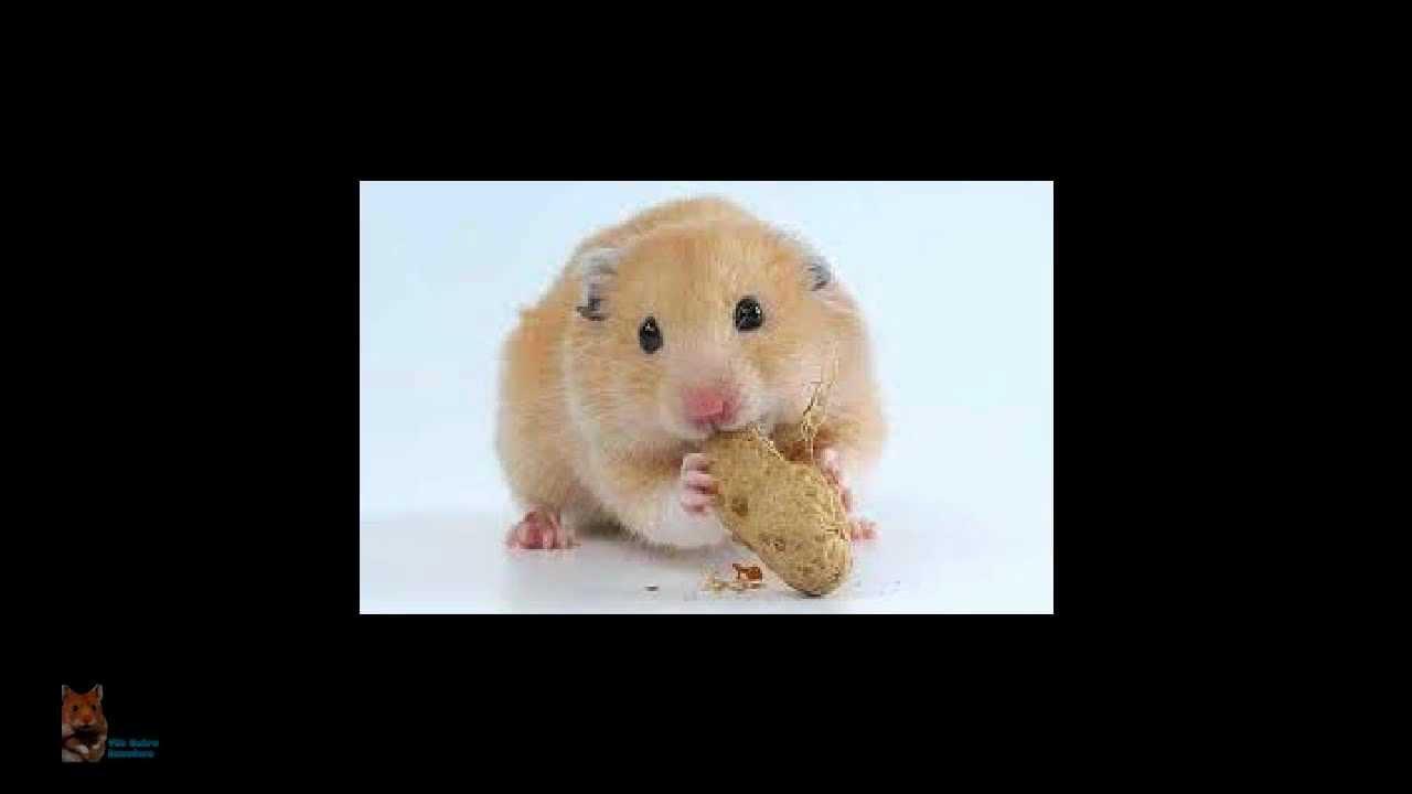 La comida de un hamster. TodoSobreHamster