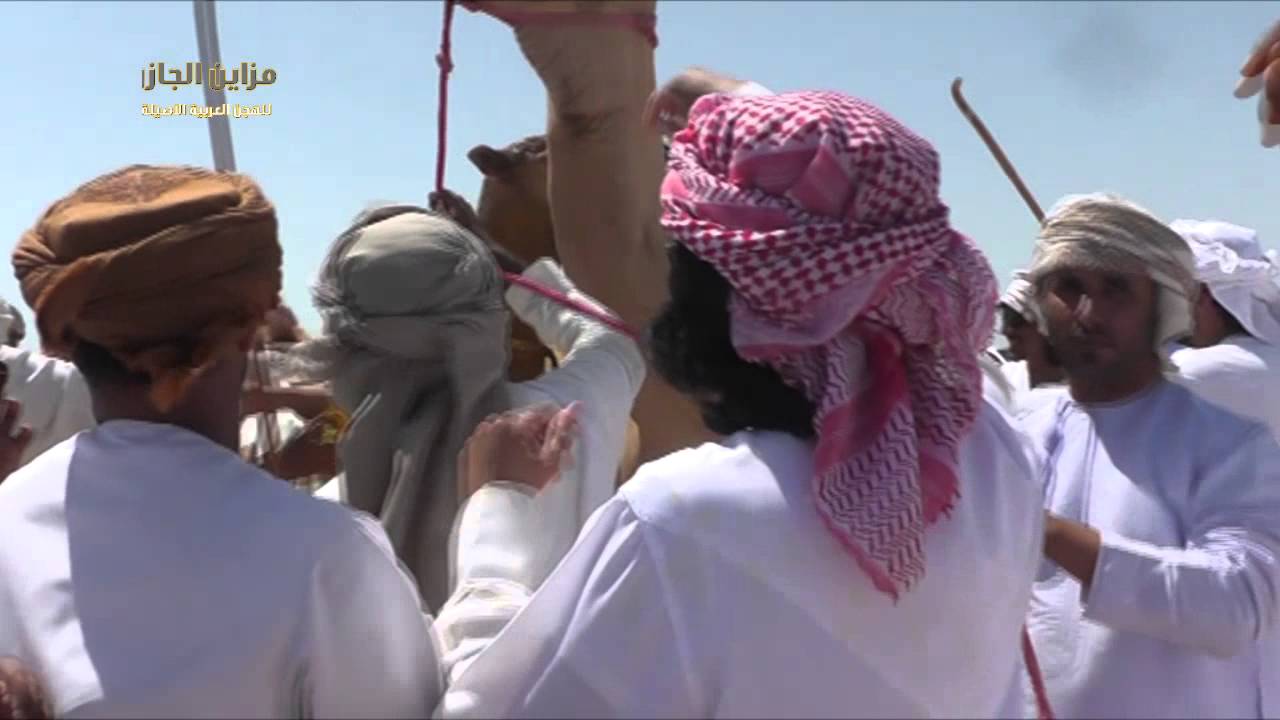 مزاينة الجازر الاول للهجن العربية الاصيلة