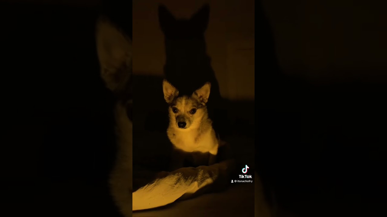 Me after watching Nosferatu #pomchi #chihuahua #nosferatu #tiktok #dogvideos #dramatic #dog #movie