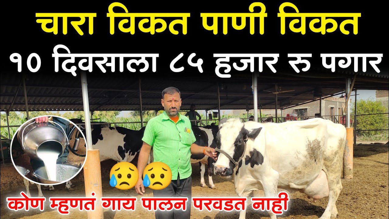 हे करा दूध व्यवसाय 100% यशस्वी झालाच समजा || मुक्त संचार गाई गोठा