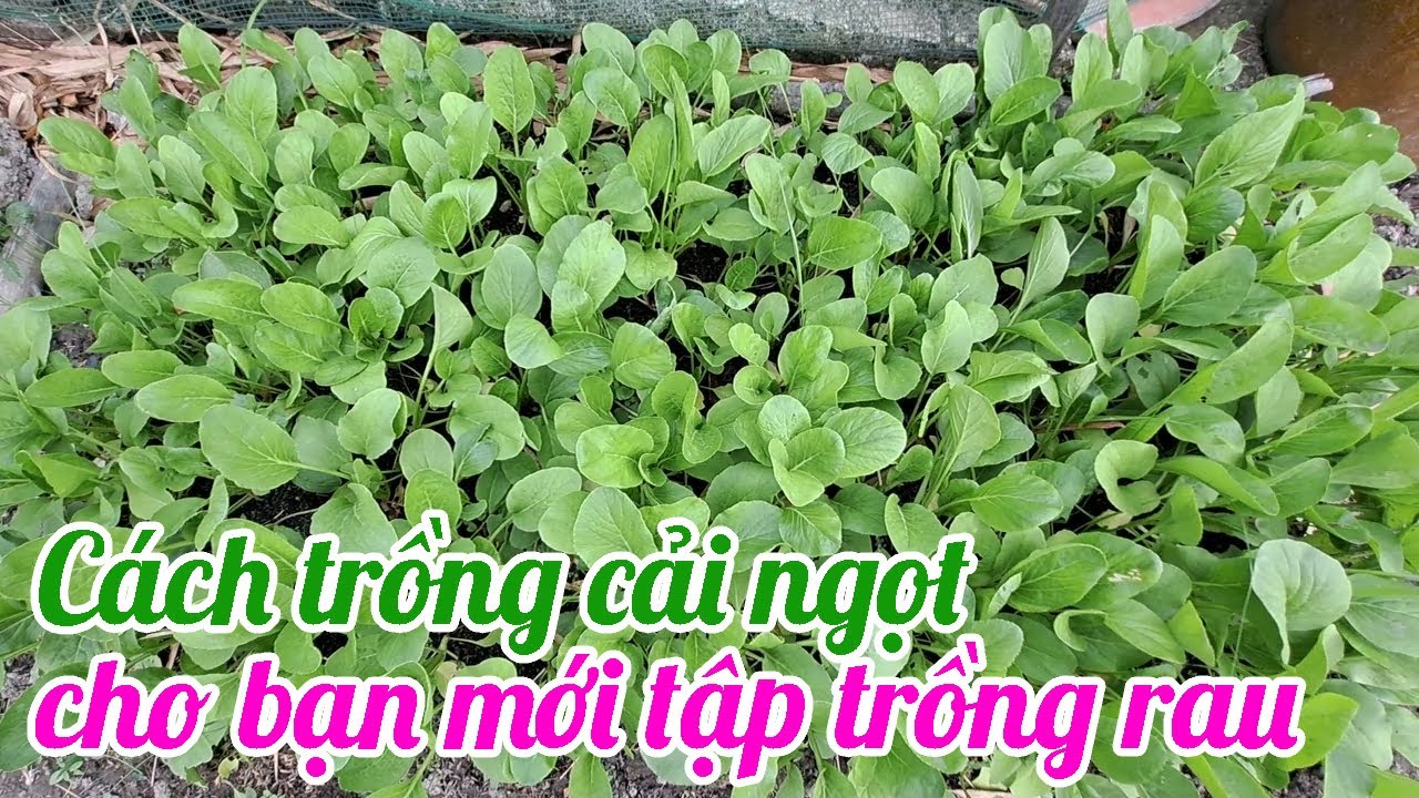C&aacute;ch trồng Cải Ngọt cho bạn mới tập trồng rau