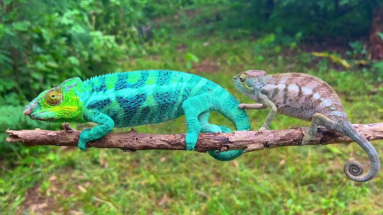 A QUEST FOR NOSY TANIKELY PANTHER CHAMELEON