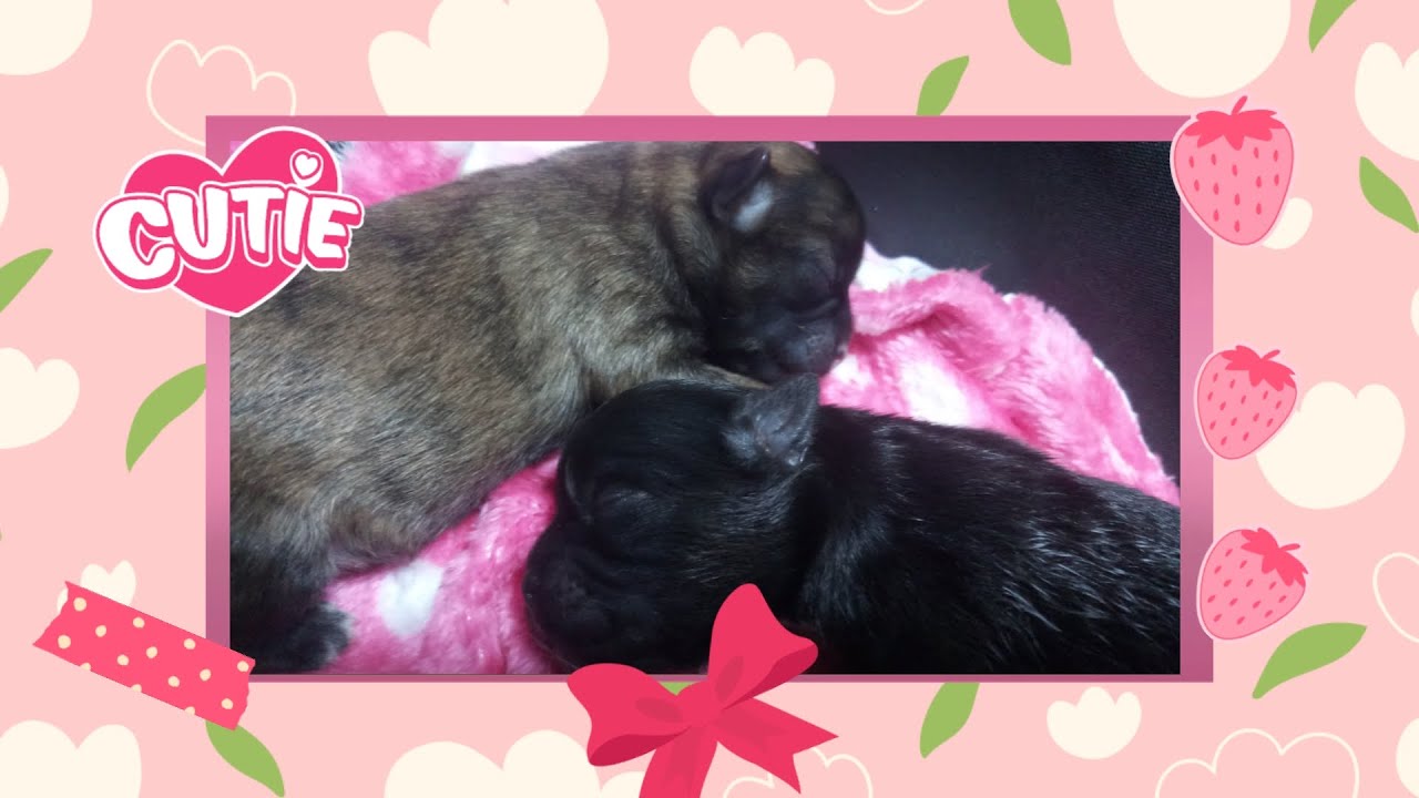 Watch how Shih Tzu Puppies Grow Day by Day-17 days old