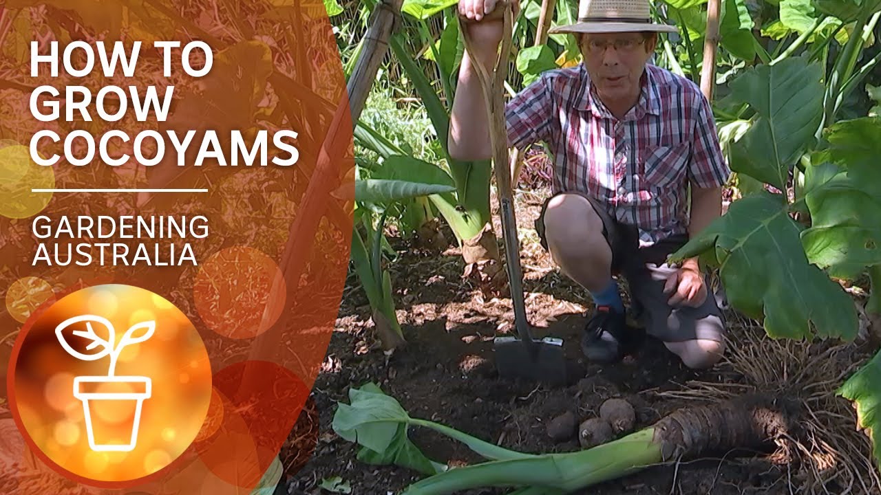 Cocoyams – grow, propagate and harvest a warm-climate alternative to spuds | Gardening Australia