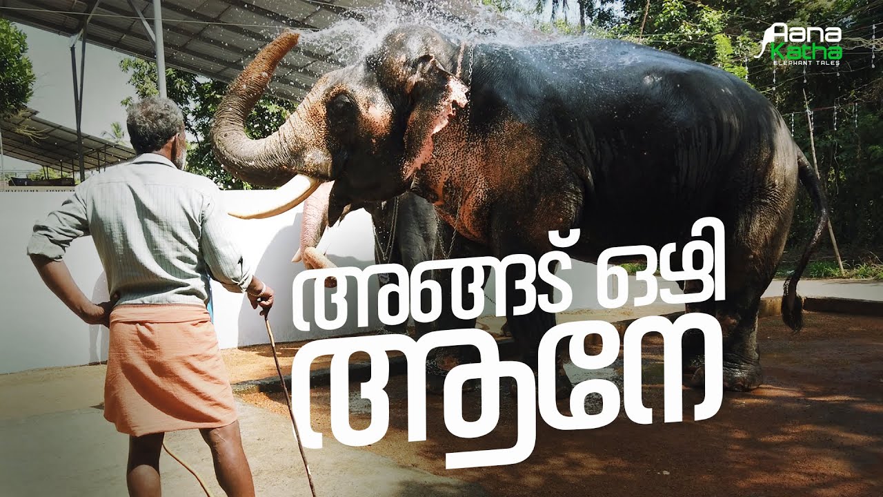 അങ്ങട് ഒഴി ആനേ... കൊളക്കാടൻ ശിവപ്രസാദിന്റെ തണുപ്പിച്ചപ്പോൾ  Kolakkadan Sivaprasad Elephant