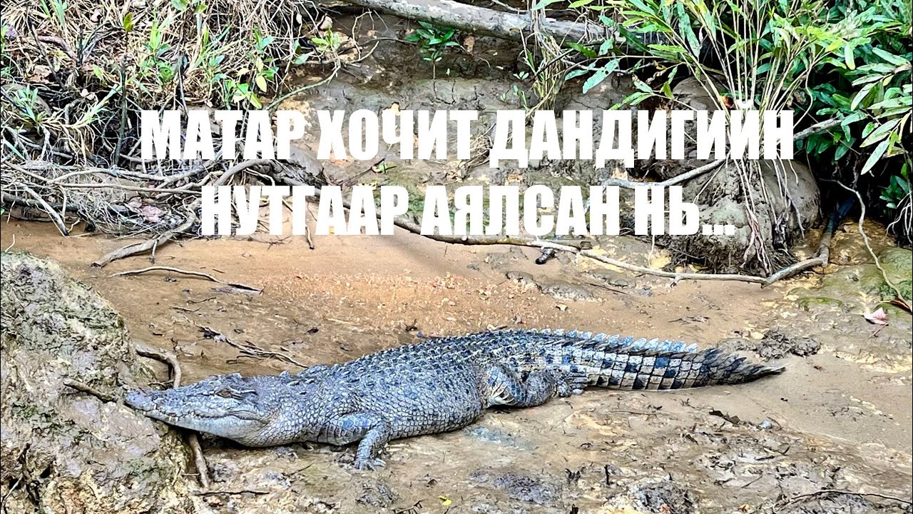 Trip to Cairns, QLD 🇦🇺 Матар хочит Данди-н нутгаар 🐊