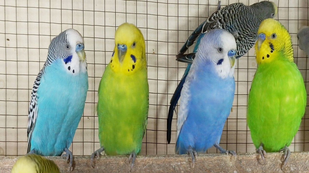 12 hour Non-Stop Budgie Chirping | Natural Bird Sounds for Calm, Focus & Sleep