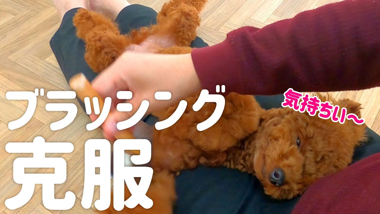 ブラッシングを嫌がる愛犬が克服できた方法！我が家のやり方を紹介します。【トイプードル】