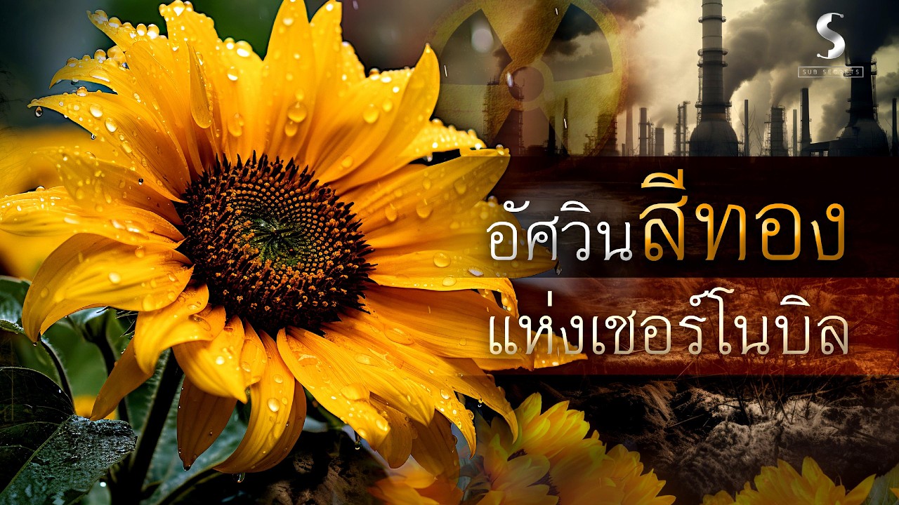 อัศวินสีทองแห่งเชอร์โนบิล 🌻 ทานตะวันดูดซับกัมมันตภาพรังสีได้อย่างไร? | Sub Secrets