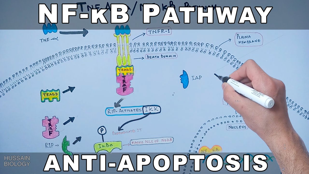 Путь NF-κB | Путь выживания клеток