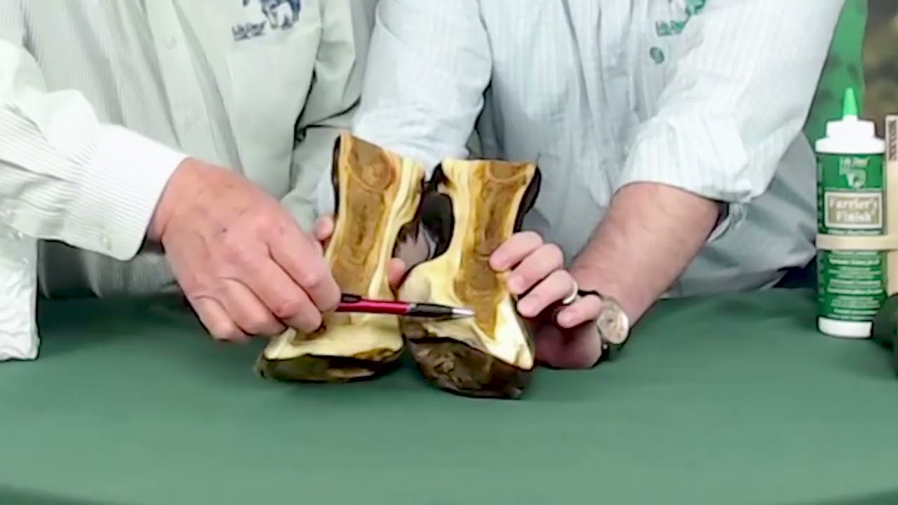 How Laminitis Affects the Hoof