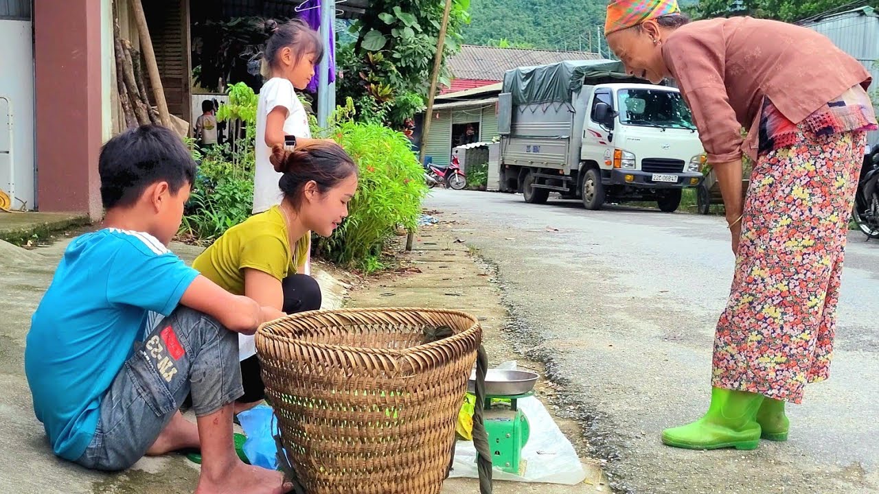 The whole family went to pick up fallen star fruit and bring it to the market to sell
