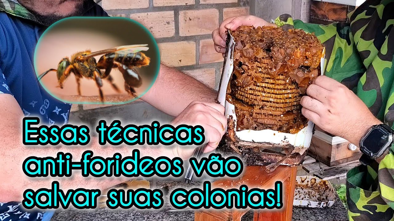 Transferência de abelha Borá com sucesso: técnicas que garantem a recuperação da colônia 🤩