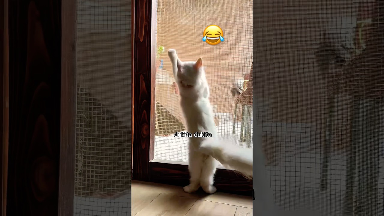 YouTubeer using this song and getting 100k views #cat #kitten #catlovers #funny #100k