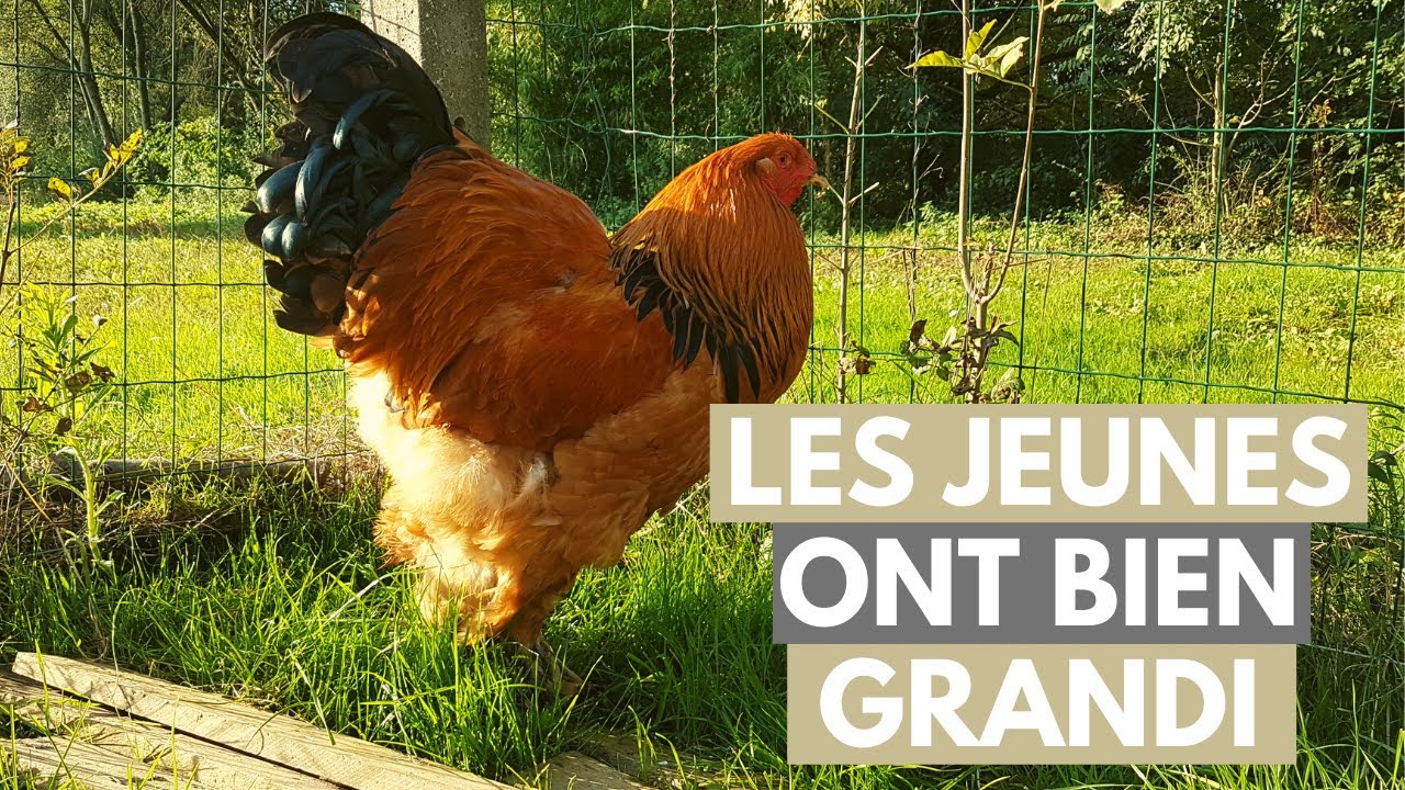 DES CHANGEMENTS DANS L' ÉLEVAGE !!! (mon retour)