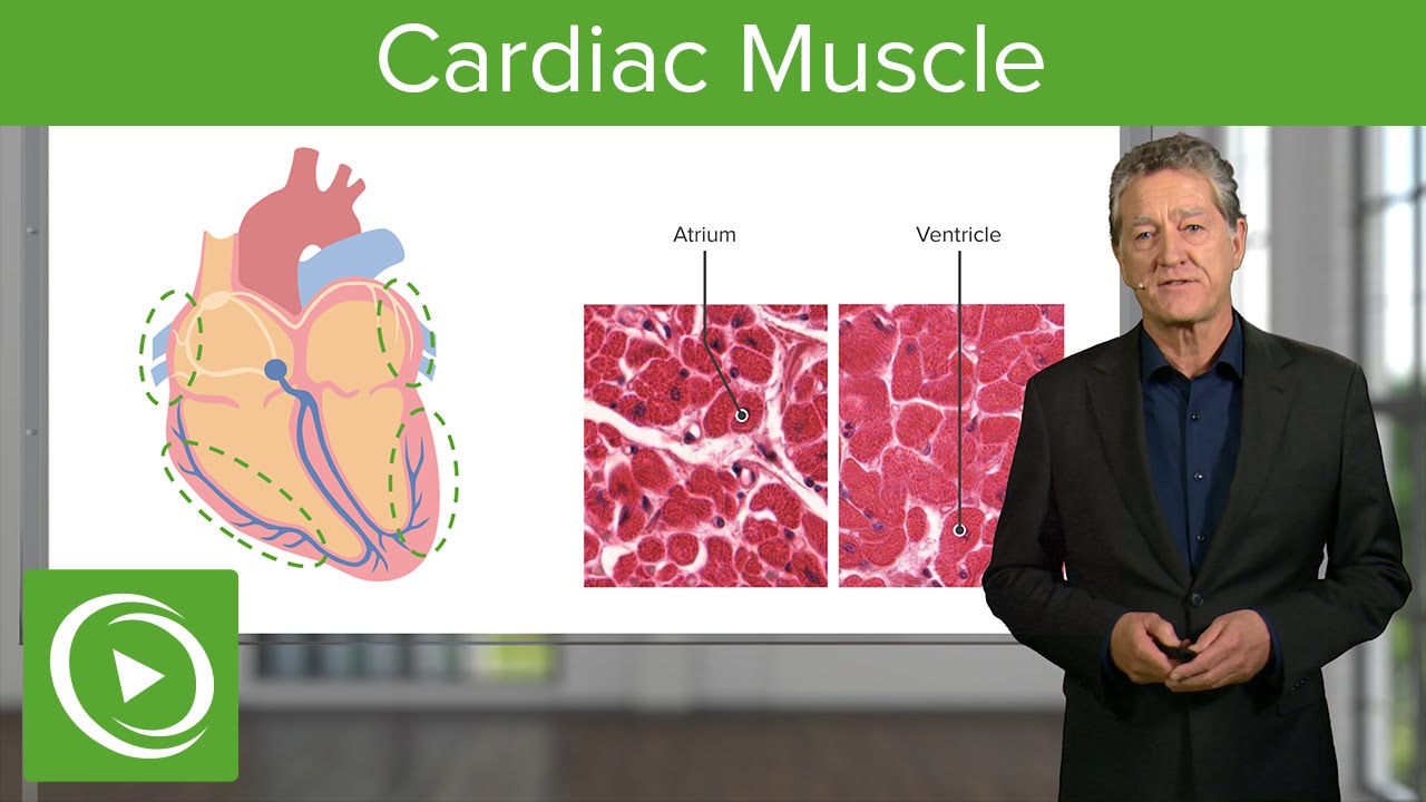 Cardiac Muscle: Function & Main Parts  &ndash; Histology | Lecturio
