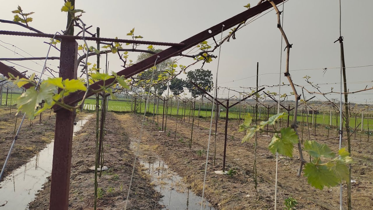 আঙ্গুরের ফুল ভালোই দেখা যাচ্ছে, আলহামদুলিল্লাহ্।