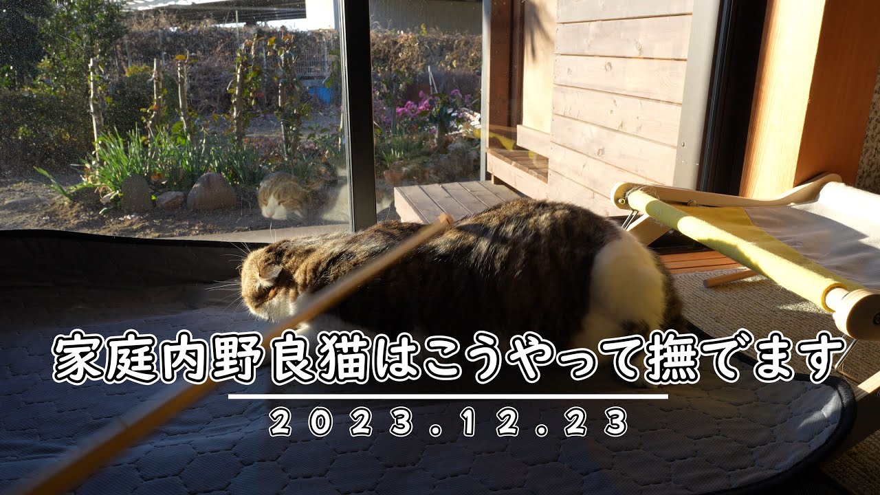 家庭内野良猫はこうやって撫でます