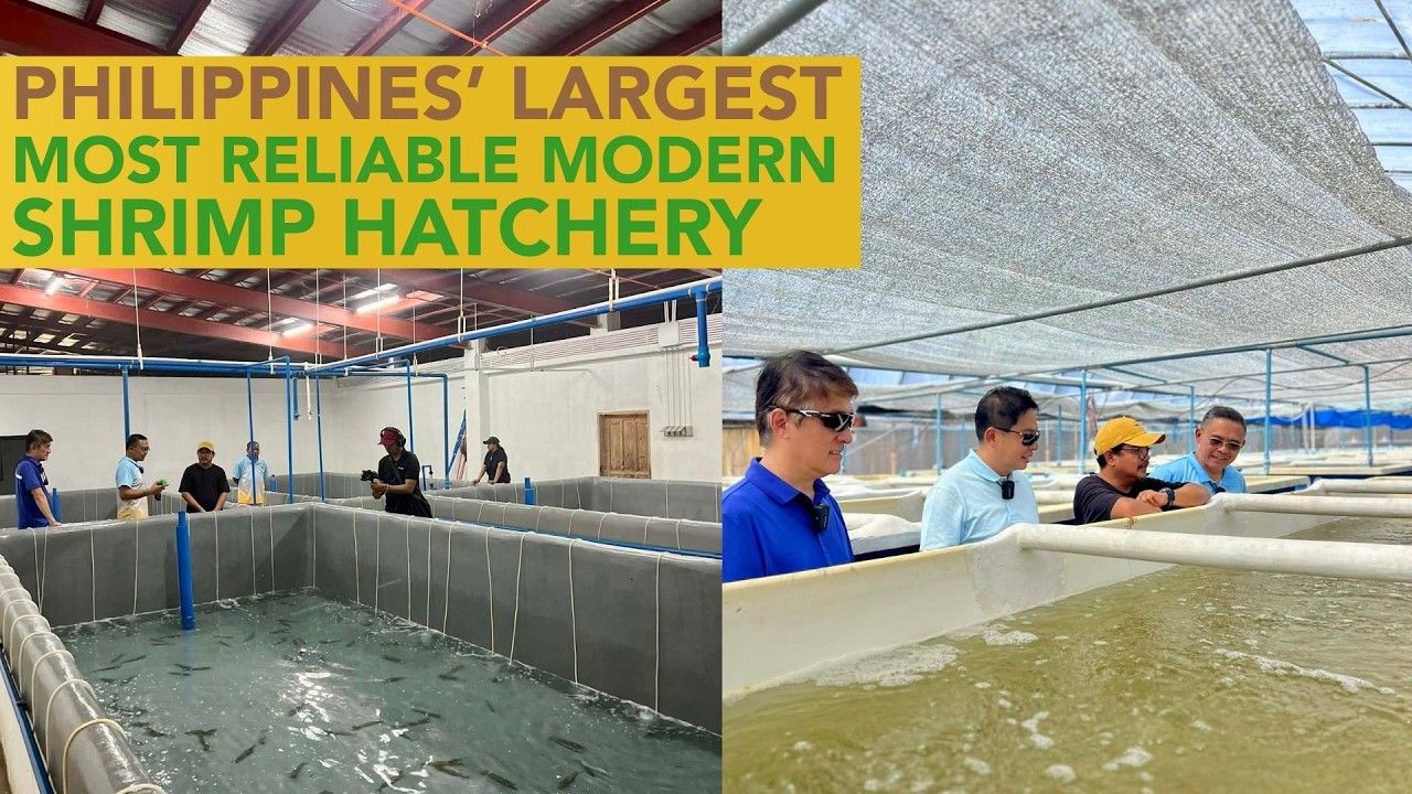 May Modern Vannamei Shrimp Hatchery pala sa Pinas - Aquatic Phoenix sa Boljoon, Cebu!