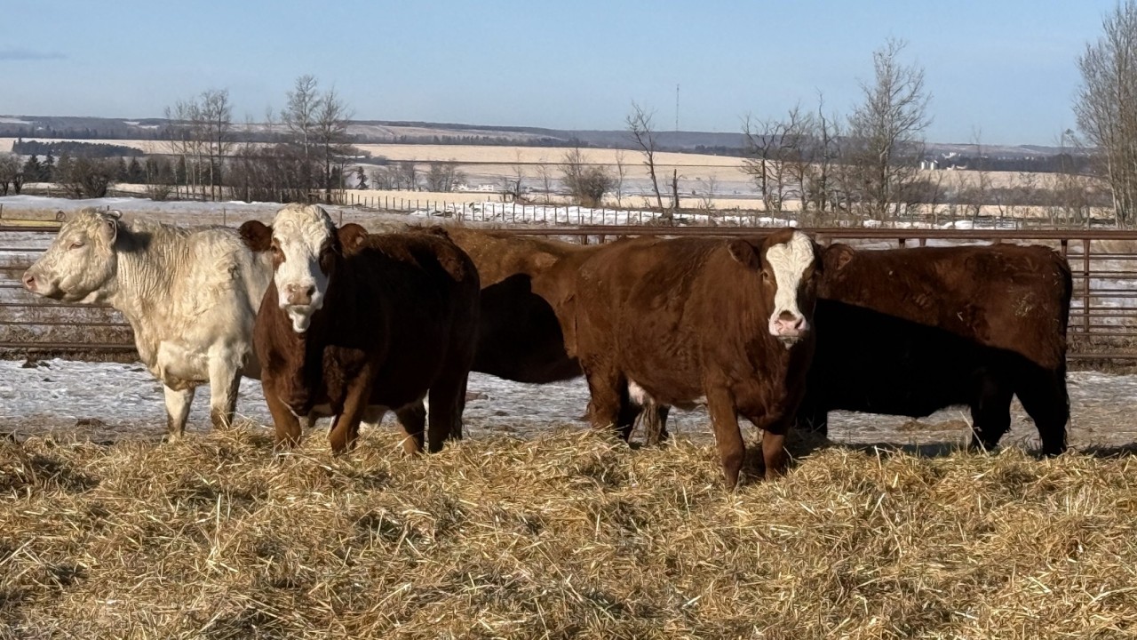 Allen Olson - 1600# Cows - 38 Head (Rimbey, AB)