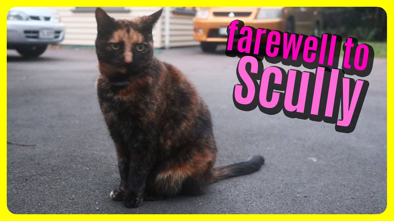 Farewell to Scully on 3 legs (R.I.P.)