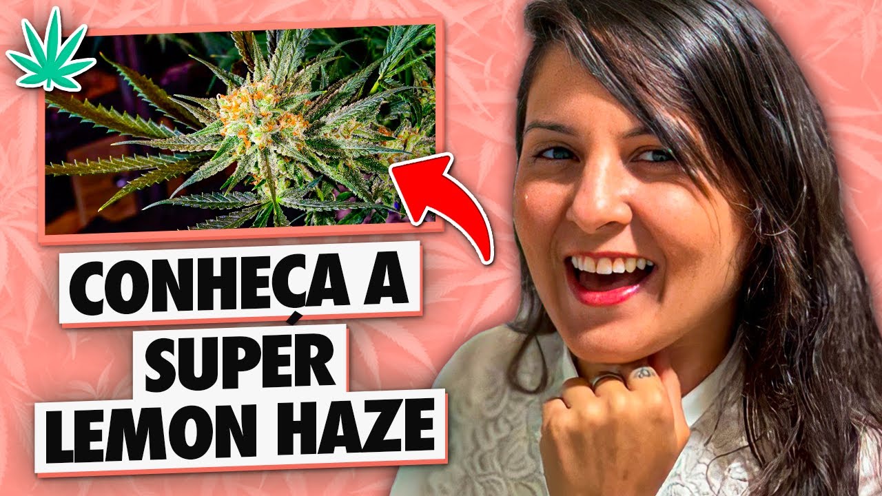STRAIN REVIEW: SUPER LEMON HAZE PLANTA CAMPE&Atilde; l Enfercannabica