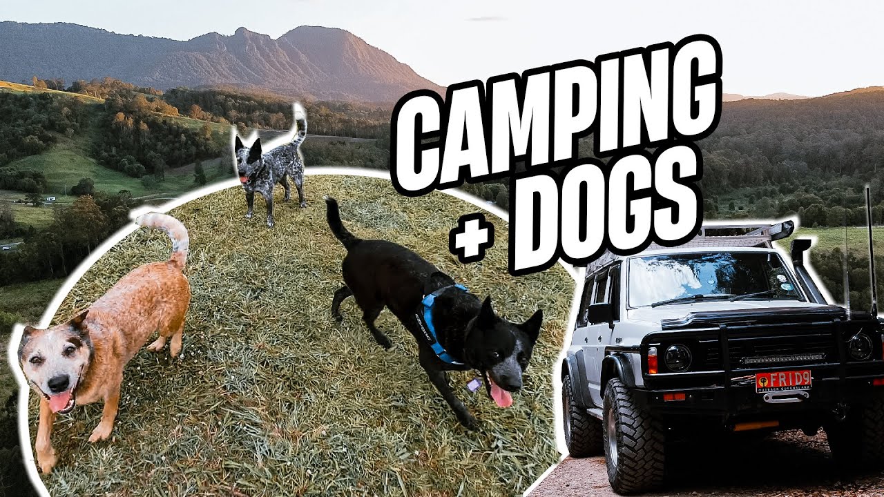The complete guide to taking your dog camping
