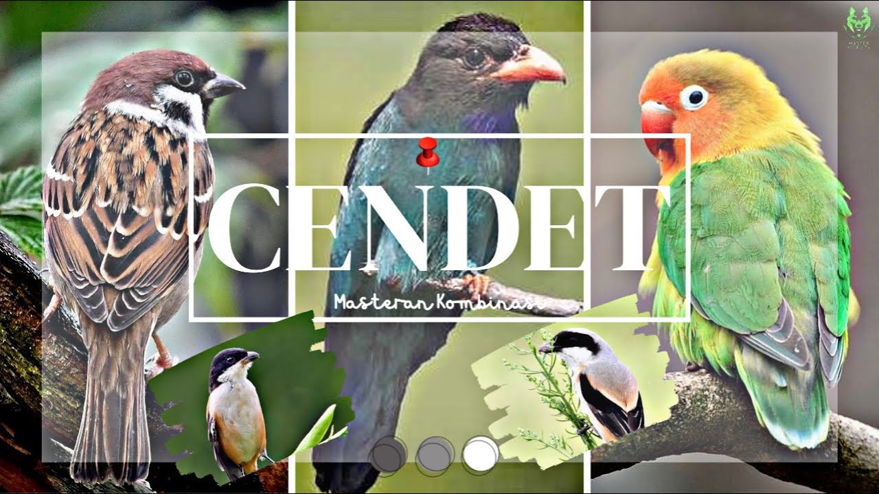 MASTERAN CENDET ISIAN GEREJA TARUNG, TENGKEK BUTO, LOVEBIRD PLUS KUNTILANAK