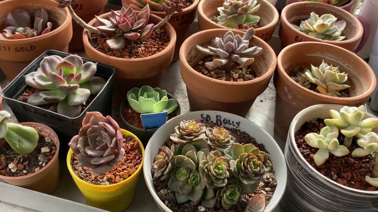 Dolu Öncesi Sukulentlerim #sukulent #succulent #dolu 