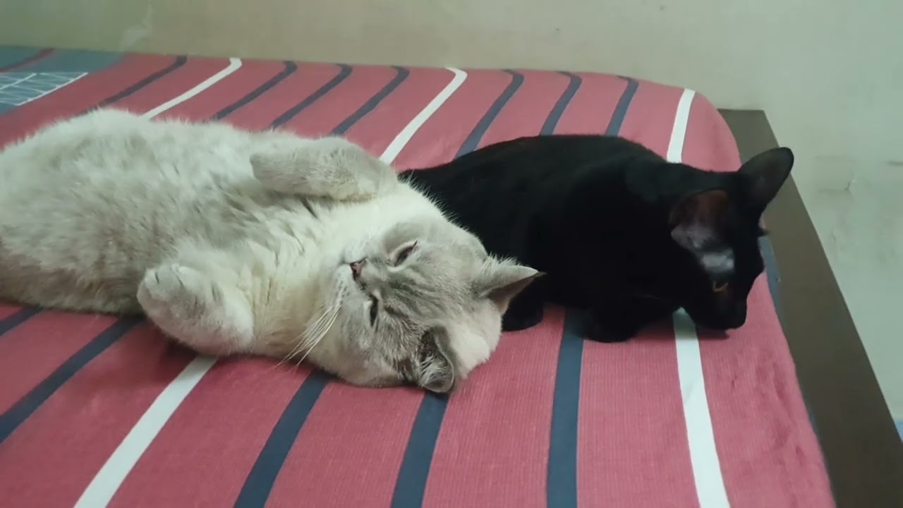 Annoyed | Cats ASMR 