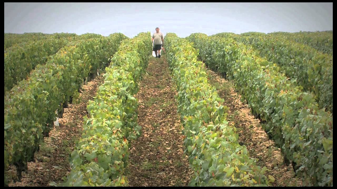 vignerons associes a la chablisienne