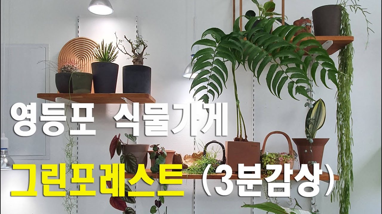 그린포레스트(영등포 희귀식물가게) 3분감상