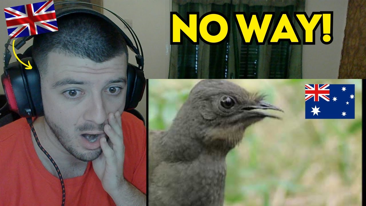 Reaction To Attenborough: the amazing Lyre Bird sings like a chainsaw!