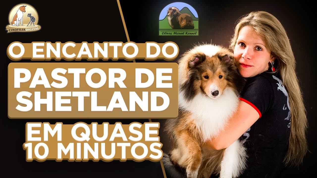 Pastor de Shetland | Raça em 10 minutos | Cinofilia Digital