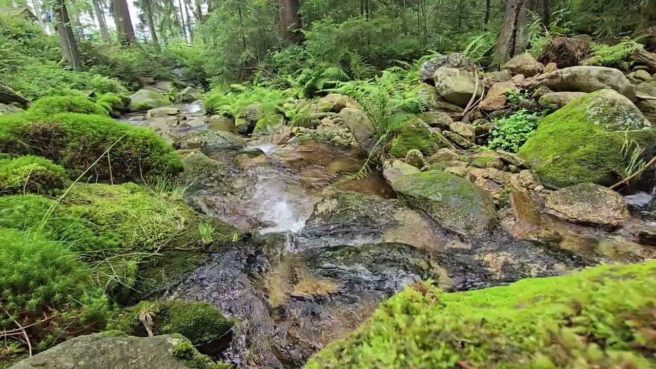 Mountain Stream Sounds in the Izera Mountains | Relaxing Water Ambience in 1080p HD