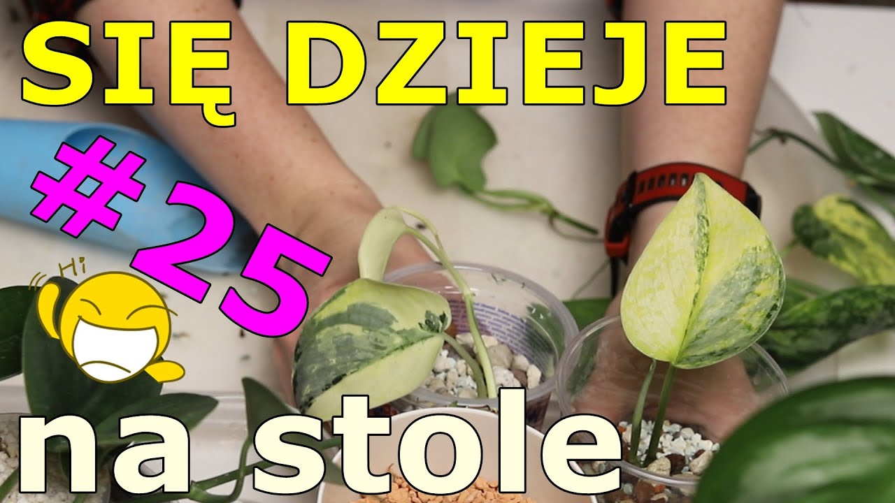 Konieczne roślinne prace do wykonania * eksperyment z begonią * ciekawe scindapsusy kolekcjonerskie