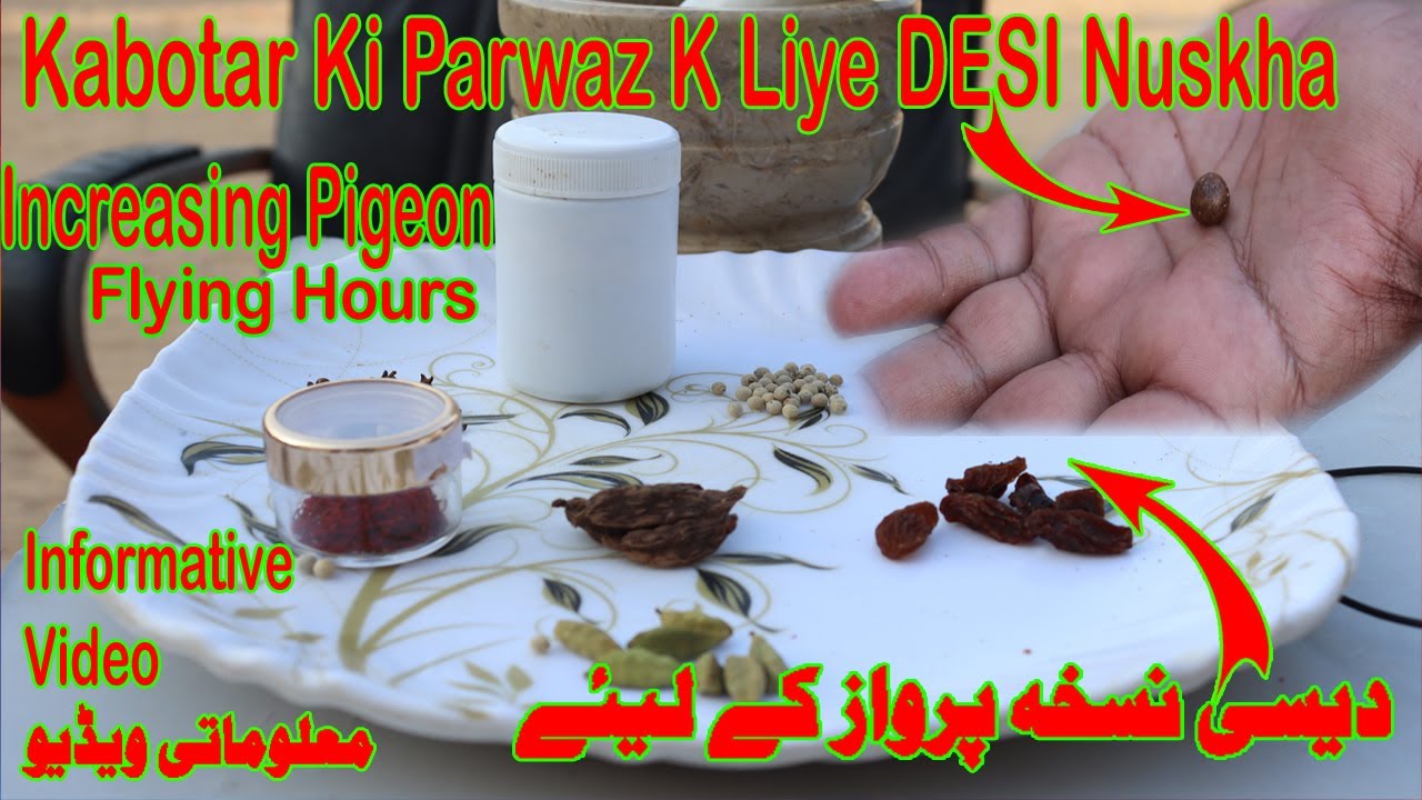 Kabotar Ki Parwaz K Liye Desi Nuskha|100% Resulted Nuskha|Increasing Flying Hours|Informative Videos