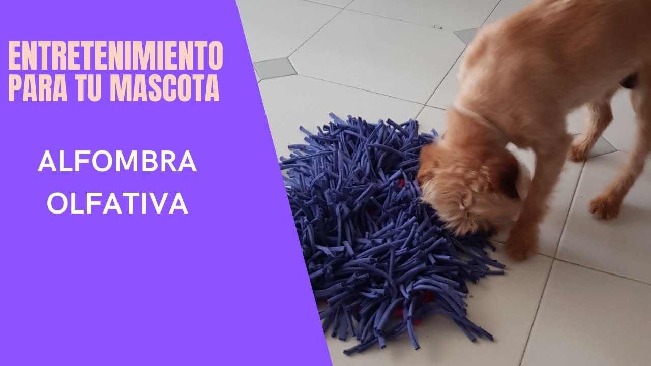 ✅ Cómo hacer una [ALFOMBRA OLFATIVA] para tu perro 🐕🐈🐾🐾