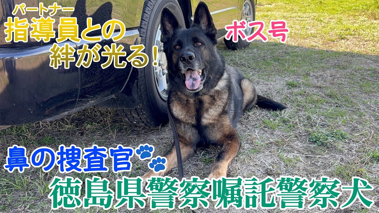 パートナーとの絆が光る！～鼻の捜査官～徳島県警察嘱託警察犬