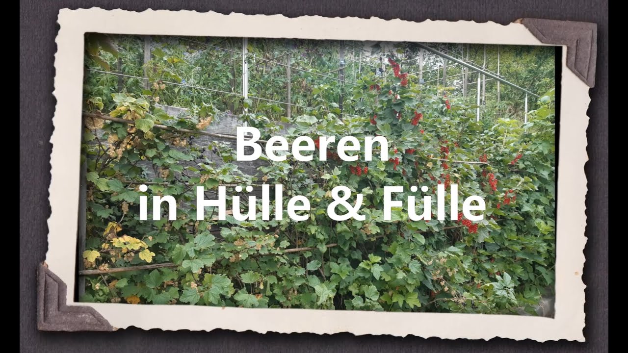 Beeren in Hülle und Fülle