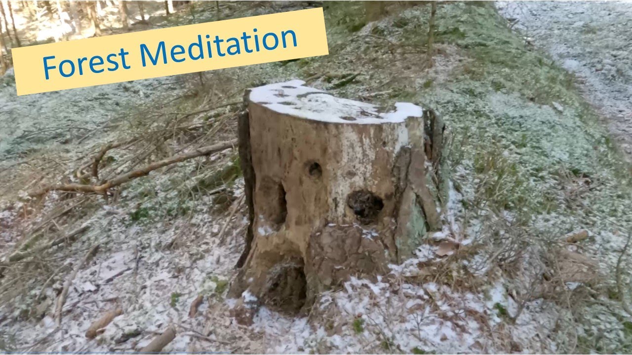 Forest Meditation - Start of Spring