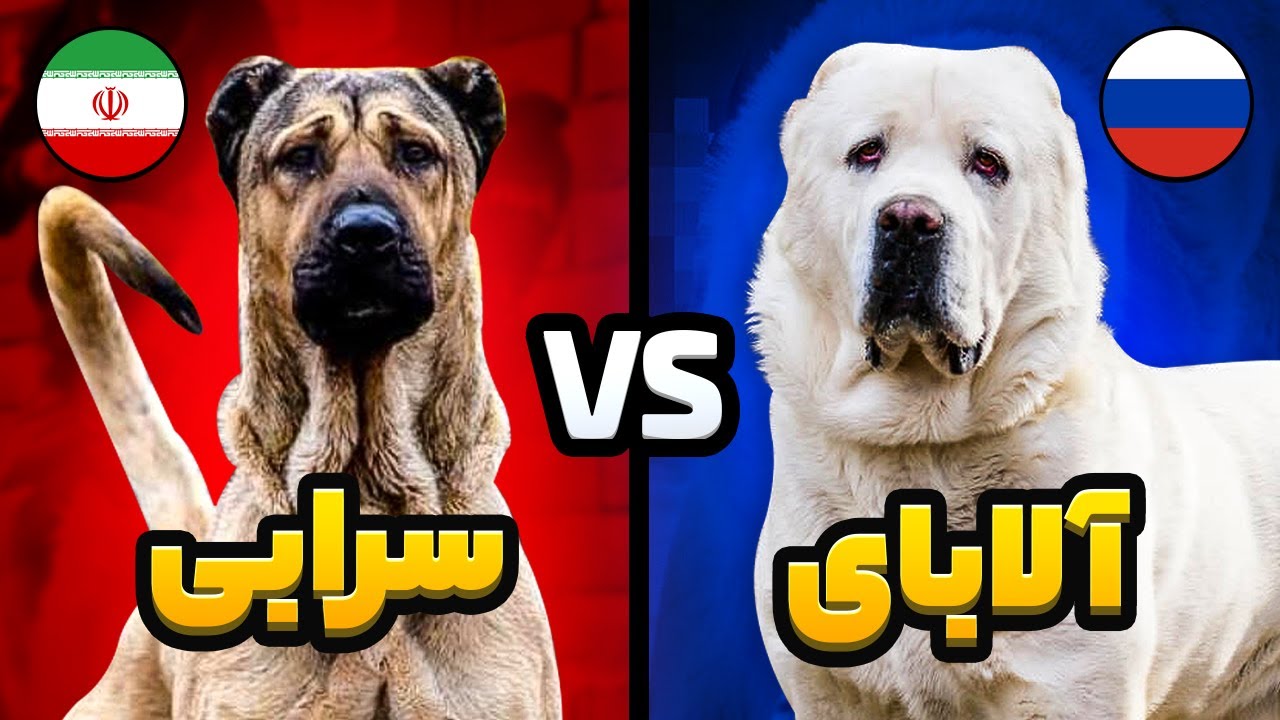 جنگ سگ سرابی و سگ آلابای 🔥 Sarabi vs Alabai