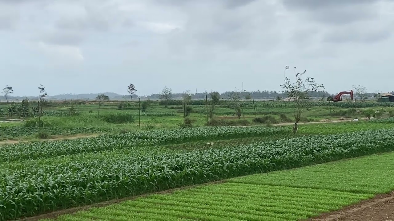 Cánh đồng quê 