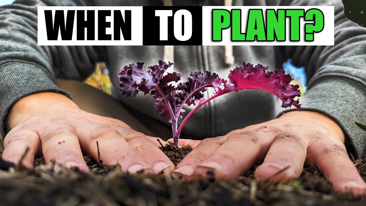 When To Plant Kale - Garden Quickie Episode 177