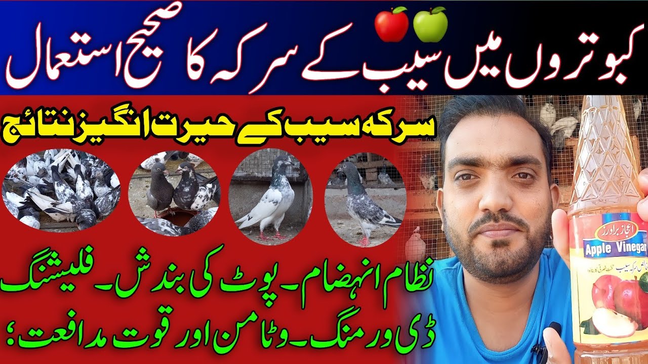 Kabutaron Mein Apple🍎Vinegar Ka Sehi Tarika | Aftab Bhai