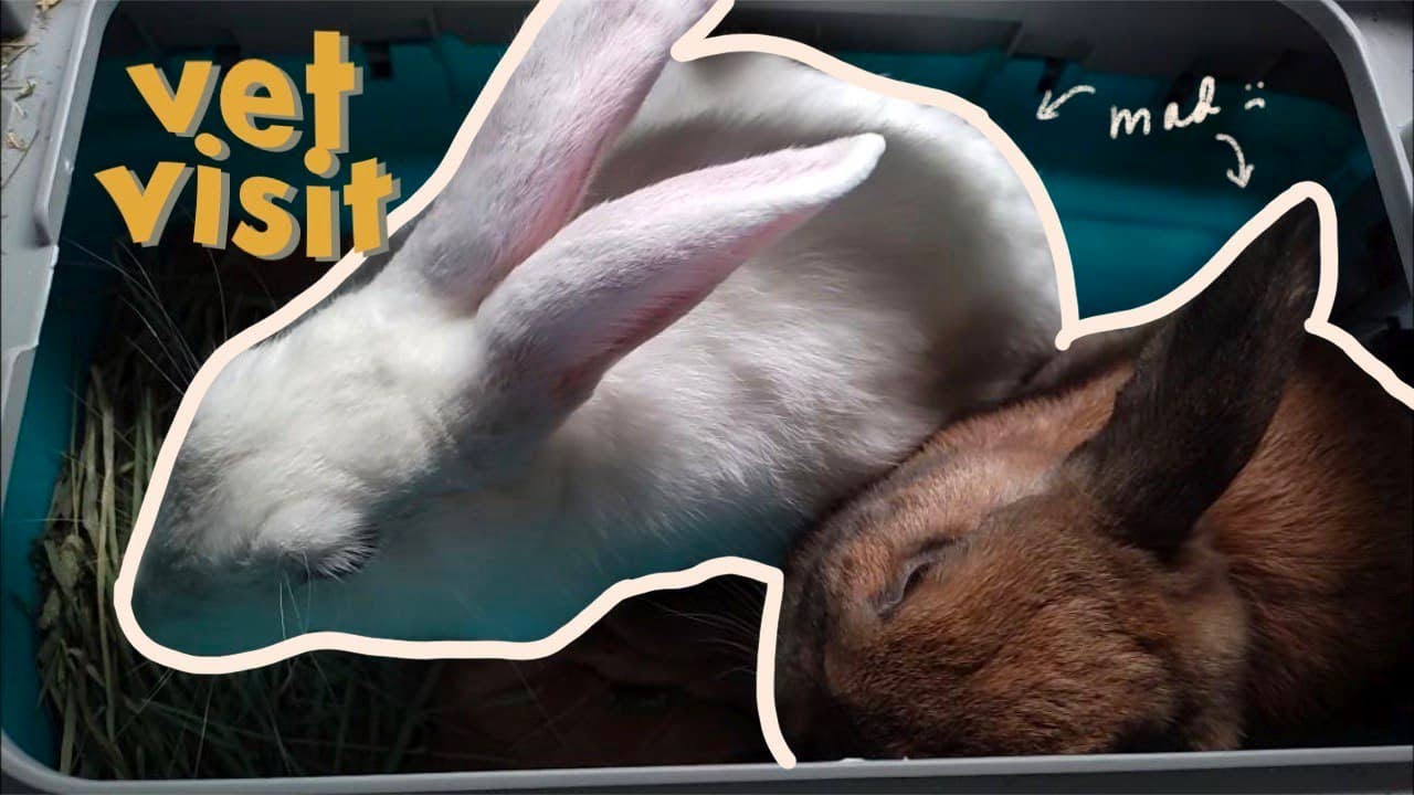 Watery eyes in rabbits + vet visit