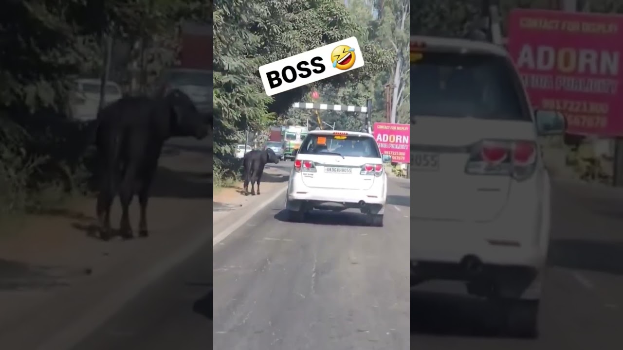 Boss Wali Number plate 🤔😲😱🥺🥺🚗🚗 #shorts