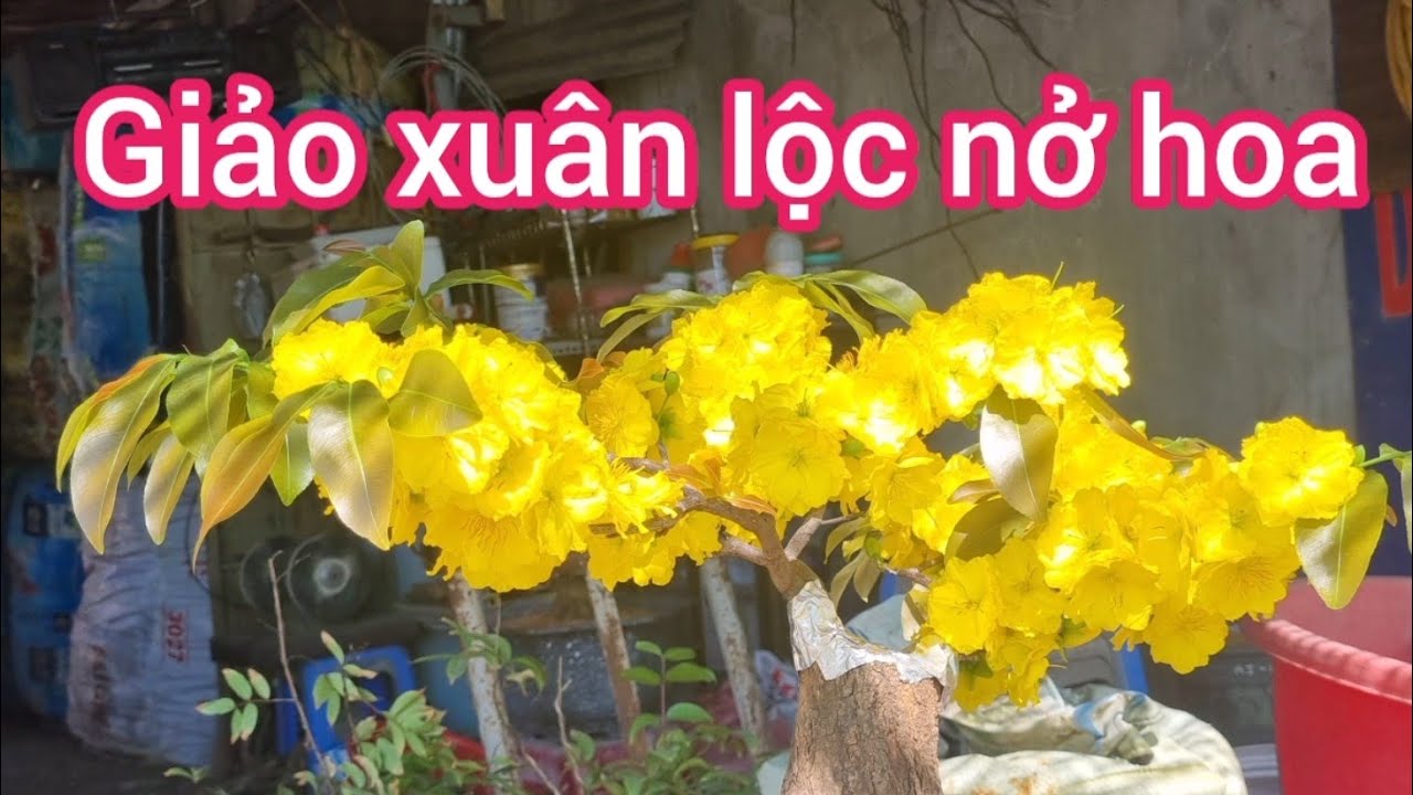 Sau một tuần nở nở hoa của giảo xuân lộc 