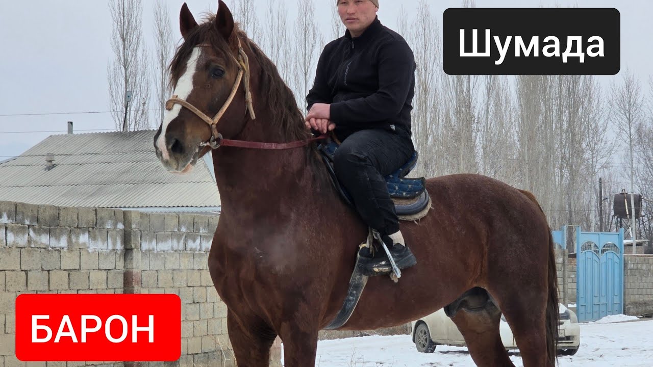 БАРОН   ЧЫКТЫ ПАЙ ПАЙ ПАЙ   Шума да 