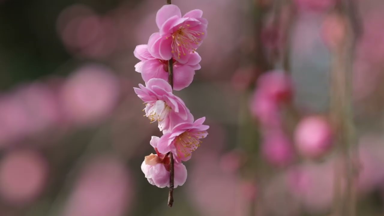 紙風船さん 枝垂れ梅